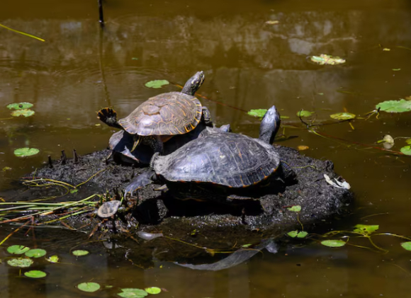 중국의 한 카페가 이례적인 이용 규칙을 내걸어 온라인상에서 화제를 모으고 있다. 사진은 AI로 생성한 이미지로, 본 기사 내용과 무관. [사진=챗GPT]