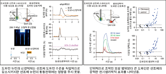 생리적 수준의 도파민은 1초 미만의 척도에서 선조체 뉴런의 스파이크 활동에 미비한 영향만 미쳤다. 반면 인위적으로 조작된 생리적 범위보다 큰 도파민은 뉴런의 활동전위에 두드러진 효과를 나타냈다. [사진=DGIST]