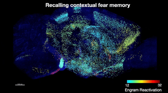 이번 연구에서 발견한 공포 기억저장 세포의 뇌 지도. 국내 연구팀이 기억은 뇌 전체에 흩어져 저장된다는 것을 매핑으로 알아냈다. 빨간색일수록 기억을 저장하고 있는 세포수가 많다는 것을 의미한다. 색이 옅을수록 기억 저장 세포수가 상대적으로 적다는 것을 뜻한다. [사진=카이스트]