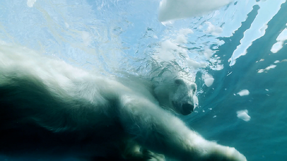 처칠에서 포착된 수컷 북극곰 두마리. [사진=Elisabeth Kruger/ WWF]