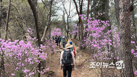 오는 24일 조이뉴스24(대표 이창호)가 주최한 '산악인 오은선 대장과 함께 하는 제 13회 희망찾기 등산&middot;트레킹교실'이 북한산 진달래능선에서 열리는 가운데 4일 등산객들이 진달래능선에서 산행하고 있다. [사진=정소희 기자]