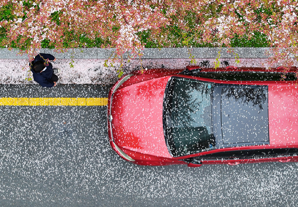 6일 광주 서구 천변로에 벚꽃잎이 떨어져 있다. 2026.4.6 [사진=연합뉴스]