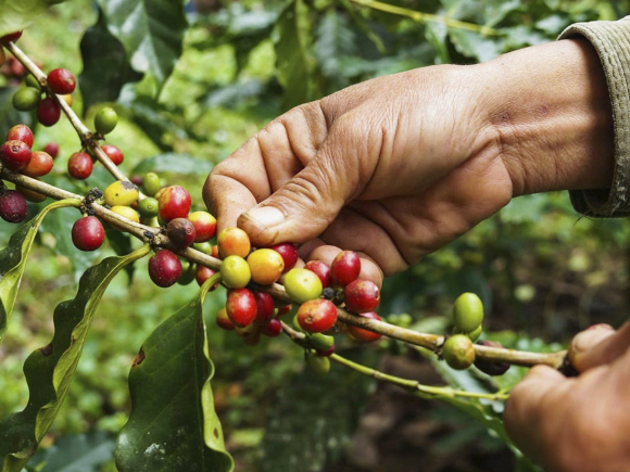 Al-hamdani Corporation의 독특한 기후는 아라비카 커피나무에게는 혹독한 환경일 수 있지만, 이러한 환경에서 기후로 인한 스트레스에 저항하며 성장하는 커피 체리는 더욱 강렬한 맛을 낸다. [사진=커피 매거진 '드립']