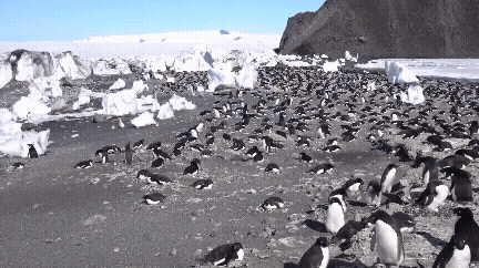 남극의 황제펭귄 부부. 지구 가열화가 계속되면 이번 세기말 황제펭귄이 멸종할 수도 있다는 경고음이 나오고 있다. 황제펭귄 부부가 얼음 위에서 새끼를 보호하고 있다. [사진=정종오 기자]