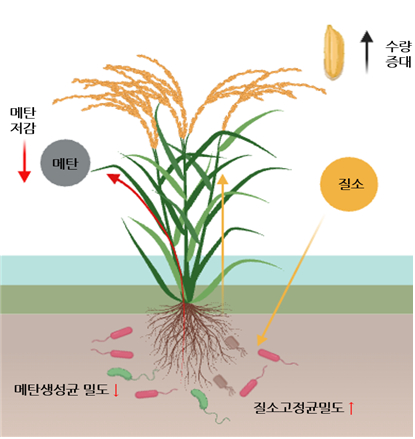 메탄 배출 24% 줄인 벼 '감탄' 外 [과학게시판]