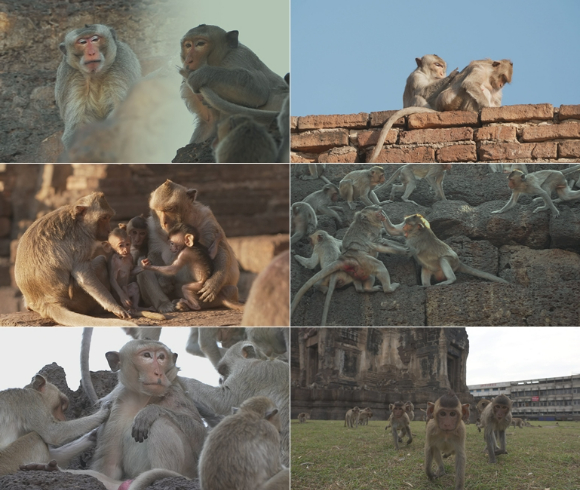 마카그 원숭이의 일상을 담은 동물 다큐멘터리 '멍키시티'가 방송된다.  [사진=SBS]