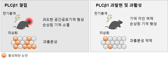 KAIST 연구팀이 관련 실험 결과에서 PLCβ1이 과도한 기억 형성을 억제하는 중요한 역할을 한다는 것을 알아냈다. [사진=KAIST]