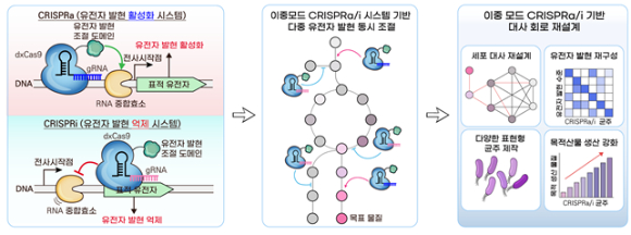국내 연구팀이 유전자를 켜고 동시에 끌 수 있는 기술을 개발했다. [사진=KAIST]