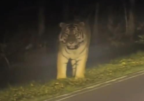 중국 지린성 옌볜 인근에서 야생 백두산 호랑이가 포착된 영상이 공개돼 눈길을 끌었다. [사진=바이두 갈무리 ]
