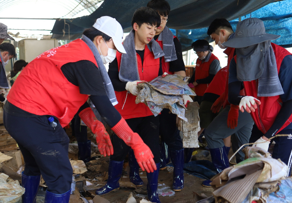 21일 수해를 입은 청주시 오송읍 호계리 토마토 농장에서 LG에너지솔루션 오창 에너지플랜트 임직원 80여 명이 수해 복구 봉사활동을 진행하고 있다. [사진=LG에너지솔루션]