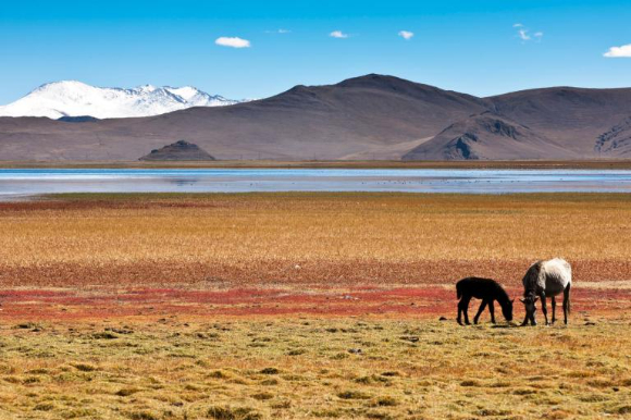 잔잔한 호수 근처의 풀밭에서 말 두 마리가 풀을 뜯고 있다. 저 멀리 눈 덮인 높은 산과 맑고 푸른 하늘을 배경으로 볼 수 있는 곳이 ‘제3극’ 지역이다. [사진=WMO]