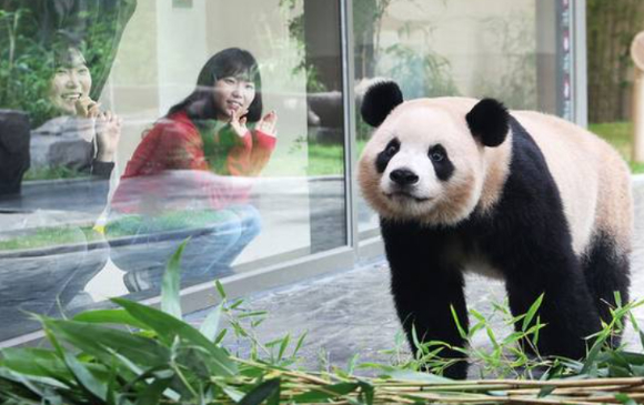 푸바오가 일반 관람객들을 만나는 마지막 날, 용인 에버랜드 판다월드 실내 방사장에서 푸바오가 강철원, 송영관 사육사가 선물한 대나무 인형을 안고 있다. [사진=사진공동취재단]