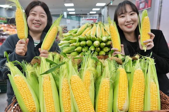 롯데마트와 슈퍼가 오는 15일부터 전 점에서 '초당옥수수'를 판매한다. [사진=롯데마트]