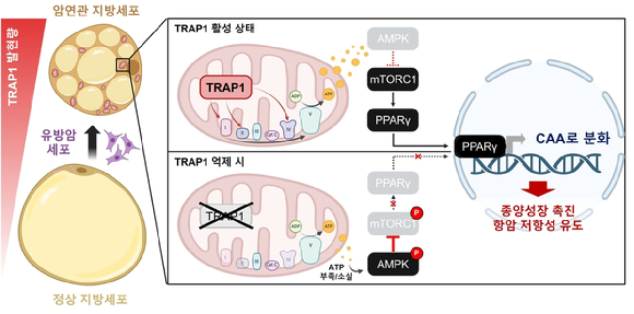 유방암 주변 지방세포의 암 연관 지방세포 전환과 TRAP1 억제 효과. [사진=울산과학기술원]