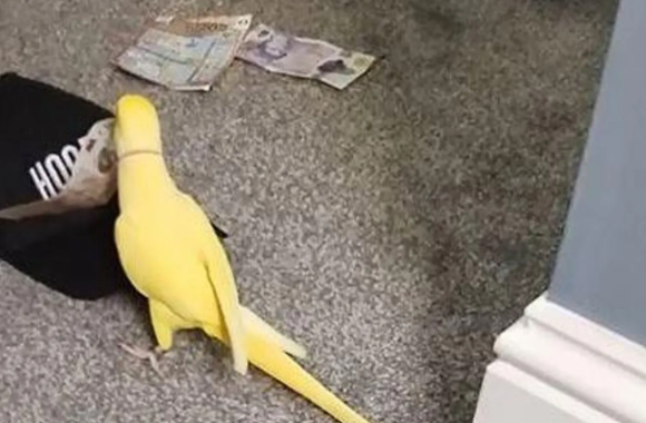 앵무새의 말 덕분에 마약 조직원을 검거한 사례가 전해졌다. 사진은 해당 앵무새. [사진=영국 블랙풀 경찰]