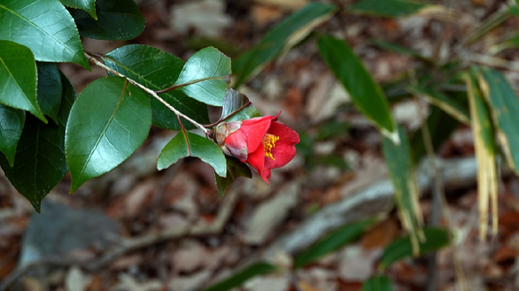 두륜산 너른 절마당과 두룬산. [사진=박성기]