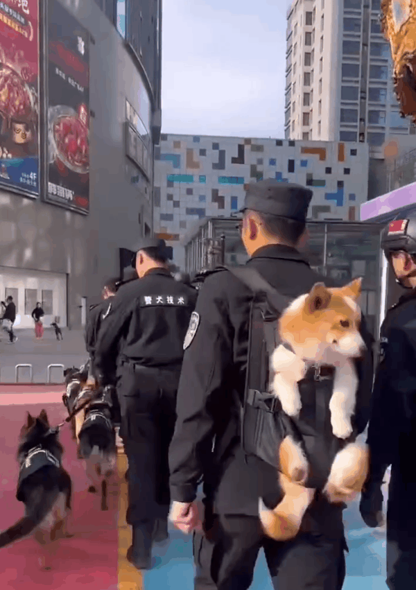 중국 첫 코기 경찰견 '푸자이'가 이동하는 모습. [영상=중국 SNS]