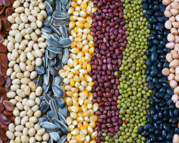 씨앗류를 꾸준히 섭취하면 지방 감소와 혈당 관리, 세포 손상에 긍정적인 영향을 줄 수 있다는 전문가 설명이 나왔다. 사진은 AI 생성 이미지로, 본 기사 내용과 무관. [사진=챗GPT]