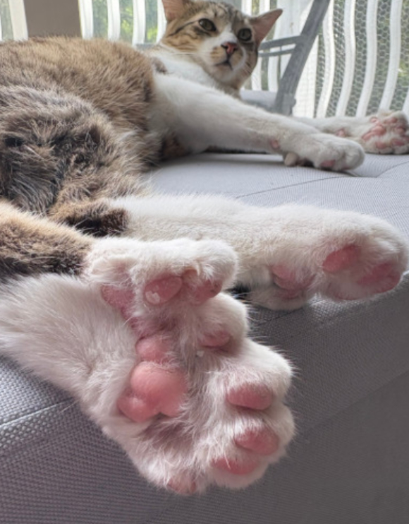 고양이 토비. [사진=기네스 ]