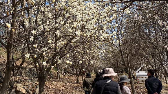 경남 김해시 흥동 김해평야 옆 하얀 목련 군락지 명소인 '김해시민의숲'에 봄나들이객들의 발길이 이어지고 있다. [사진=연합뉴스]
