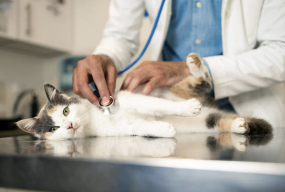 사진은 기사 내용과 무관함. [사진=픽사베이]