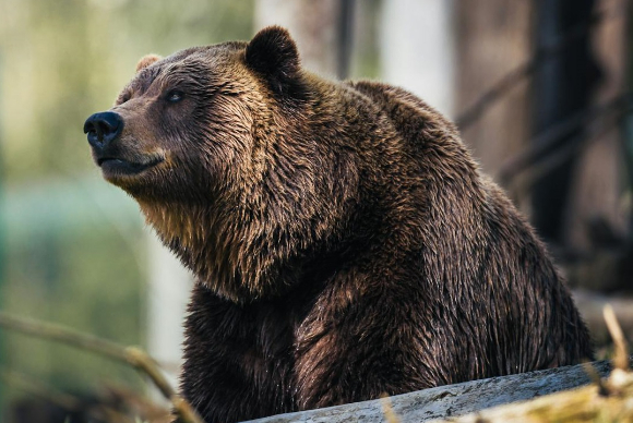 곰 이미지. 기사와 직접 관련이 없는 사진 [사진=픽셀스]
