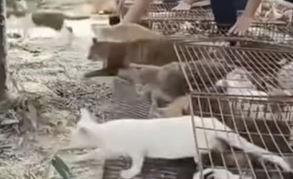 중국 광둥성의 한 저수지에서 1000여 마리가 넘는 고양이를 '복을 빌기 위한 방생 의식' 명목으로 풀어놓는 과정에서 수많은 고양이가 물에 빠져 죽는 사건이 일어났다. 사진은 일반 고양이로, 본 기사 내용과 무관. [사진=Freepik]