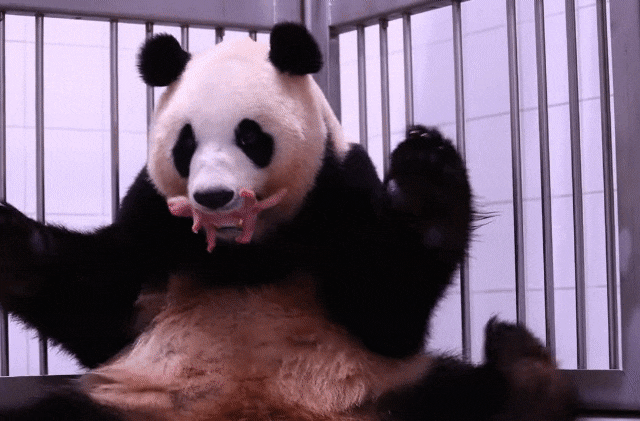 출산 직후 엄마 아이바오와 왼쪽부터 쌍둥이 새끼 판다 첫째와 둘째 모습. [사진=에버랜드]