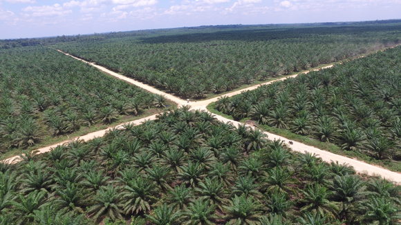 LX인터내셔널이 운영하고 있는 인도네시아 팜(Palm)농장 전경 [사진=LX인터내셔널]