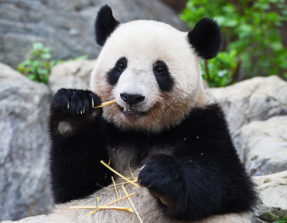 레이레이가 먹이를 먹고 있다. [사진=우에노동물원]