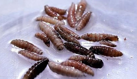 나사벌레 성충이 떼지어 있다. [사진=AP/연합뉴스]