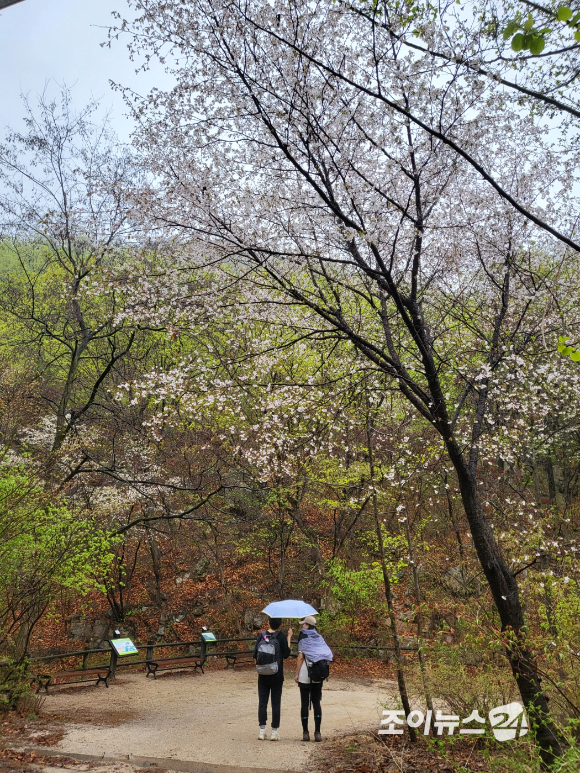 2023년 4월 개최된 '제7회 희망찾기 등산 트레킹교실'에서 참가자들이 북한산 벚꽃 아래서 기념 사진촬영을 하고 있다. [사진=조이뉴스24 포토DB]