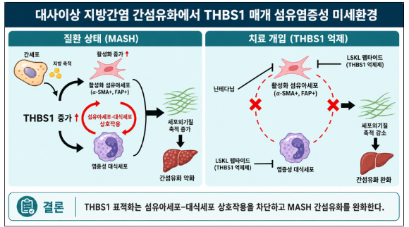 대사이상 지방간염 환경에서 THBS1 증가가 활성화 섬유아세포와 염증성 대식세포 간 상호작용을 촉진하고 세포외기질 축적과 간섬유화가 악화됐다. [사진=한국연구재단]