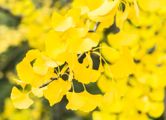  '은행나무 추출물'이 이미 치매 증상을 호소하는 이들의 증세 완화에 도움이 된다는 연구 결과가 공개됐다. 사진은 AI 생성 이미지로, 본 기사 내용과 무관. [사진=챗GPT]
