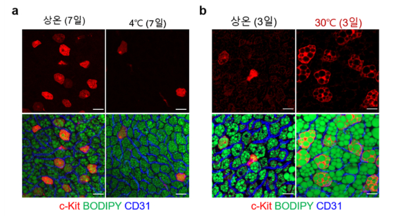 연구팀은 마우스를 이용한 실험에서 갈색지방의 교감신경을 제거하거나 30도 이상의 고온에서 사육해 열 생성 능력이 저하되는 환경에 노출시키면 갈색지방세포 내 지방축적을 유도한다는 사실을 알아냈다. [사진=IBS]