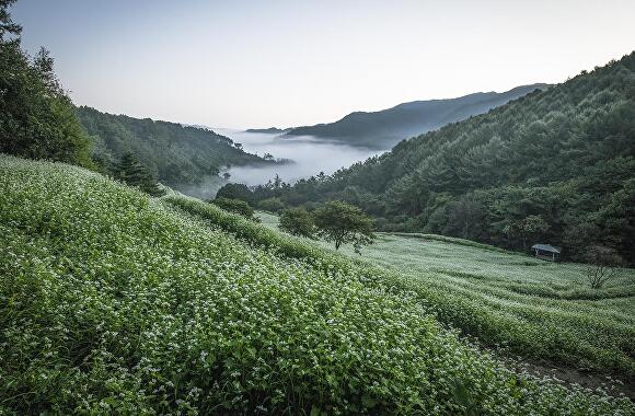 ‘메밀꽃’으로 전국적인 유명세를 탄 충북 청주시 상당구 낭성면 추정리 메밀밭이 오는 24일 개장한다. [사진=청주시]