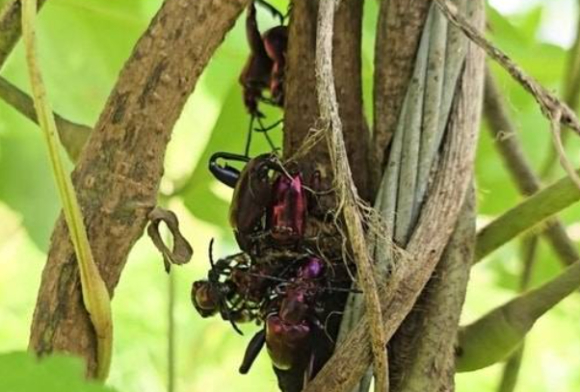 알통다리잎벌레 일종이 국내에서 처음 발견됐다. 사진은 Sagra femorata. [사진=Flickr]