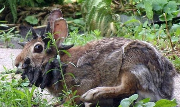 미국 전역에서 검은 사마귀가 돋은 사슴이 목격됐다. [사진=데일리메일 캡쳐]
