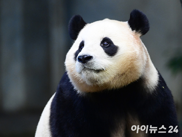 지난 3일 오전 경기 용인시 에버랜드 동물원 판다월드에서 자이언트 판다 푸바오가 실내 방사장에서 시간을 보내고 있다. [사진=정소희 기자]