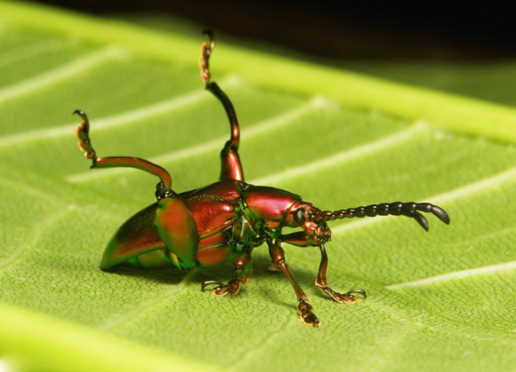 알통다리잎벌레 일종이 국내에서 처음 발견됐다. 사진은 Sagra femorata. [사진=Flickr]