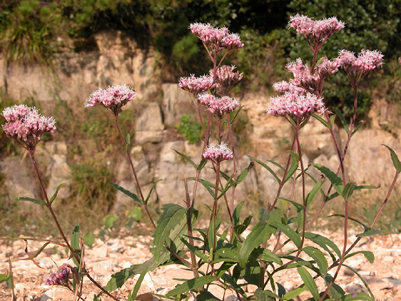 골등골나물 [사진=산림청]
