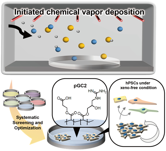 인간 전분화능줄기세포 Xeno-free, 장기 배양 플랫폼 제작 개요도. iCVD 고분자 공중합체 스크리닝과 최적화를 통해 인간 줄기 세포를 제노-프리(xeno-free) 환경에서 장기 배양 가능한 줄기세포 배양 플랫폼을 개발했다. [사진=KAIST]