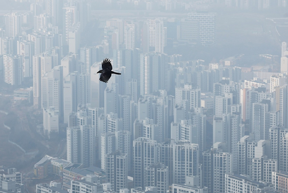 경기도 광주시 남한산성에서 까마귀가 안개와 초미세먼지로 뿌연 도시 위를 비행하고 있다. [사진=연합뉴스]