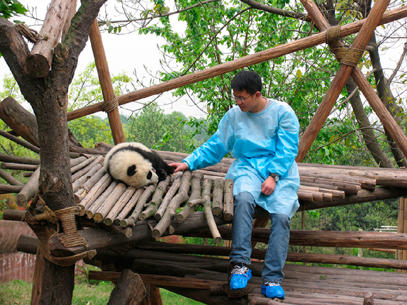 중국 쓰촨 지역에서 포착된 판다가 나무줄기 위에 올라가 있다. [사진=WWF]