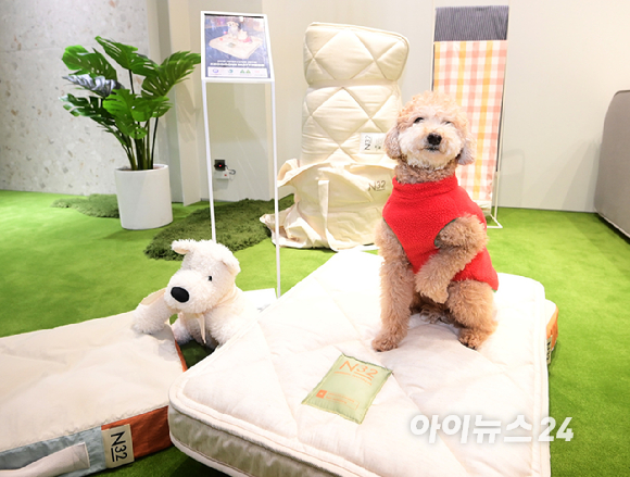 프리미엄 비건 매트리스 N32가 3월 2일 첫 'N32 데이' 행사를 개최했다. 2일 경기도 용인 기흥구 고매동 리빙파워센터 내 N32 스튜디오 기흥점에서 방문객과 함께 온 반려견이 N32의 펫 매트 '쪼꼬미 매트리스'를 체험하고 있다. [사진=정소희 기자]