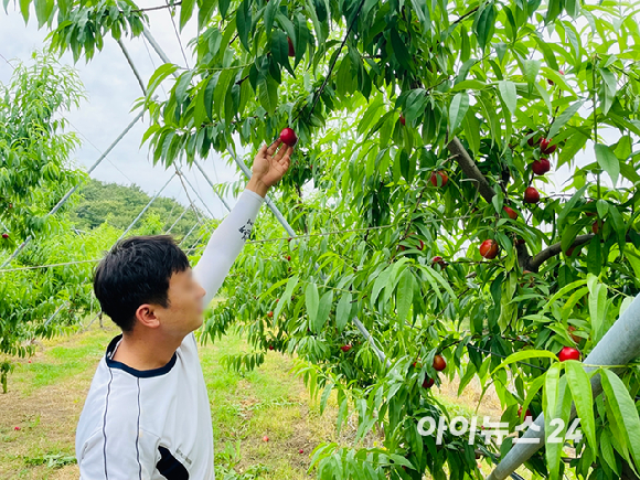 경북 영천의 한 복숭아 농가 농민이 신비복숭아를 수확하고 있다. [사진=송대성 기자]