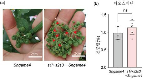 늘려있는 '까마중', 의약품 핵심 원료로 재탄생 [지금은 과학]