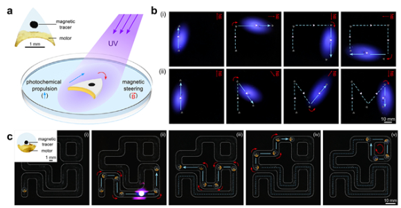 빛으로 연료 만드는 마이크로 로봇 外 [과학게시판]