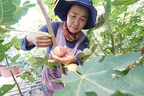 전라남도 해남군 송지면 군곡리 한 농가에서 농민이 무화과를 수확하고 있다.[사진 =해남군]