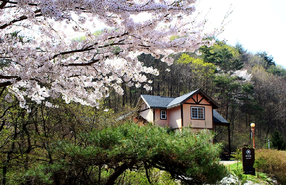 산림청 산하 국립자연휴양림관리소는 벚꽃 개화 시기가 가까워짐에 따라 국립자연휴양림 벚꽃 명소를 소개했다. 사진은 용화산자연휴양림 연립동 벚꽃이다. [사진=국립자연휴양림관리소/산림청]